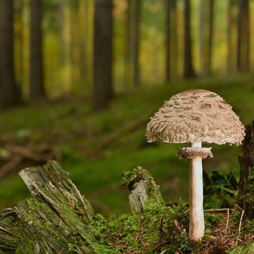 Bolest Břicha Po Jídle: Odpovědi Na Vaše Otázky!
