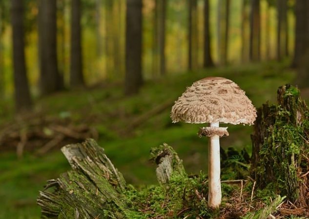 Bolest Břicha Po Jídle: Odpovědi Na Vaše Otázky!