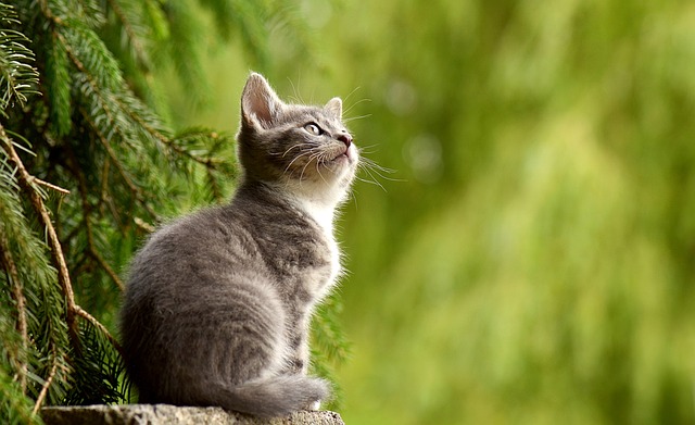 Přečtete si více ze článku Kočičí anatomie: Co všechno o kočkách nevíte