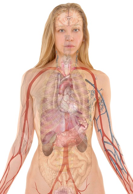 Přečtete si více ze článku Dýchací cesty anatomie: Jak funguje naše dýchání