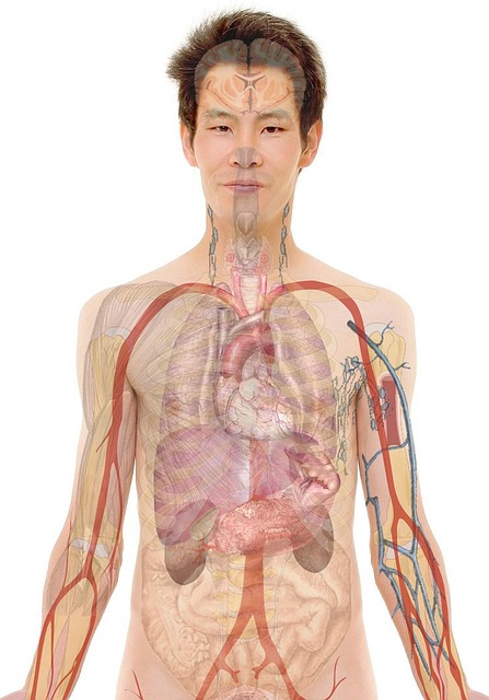 Právě si prohlížíte Tělo orgány obrázek: Co najdete uvnitř našeho těla?