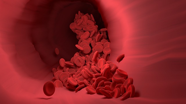 Přečtete si více ze článku Anatomie srdce a cév: Jak funguje kardiovaskulární systém