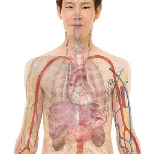 Klid v těle: Anatomie orgánů lidského těla