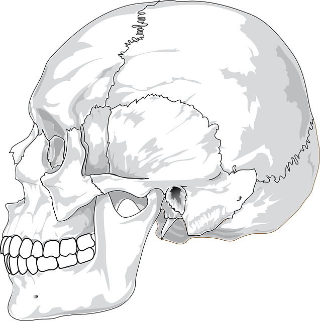 Přečtete si více ze článku Svaly a kosti člověka: Jak tělo funguje