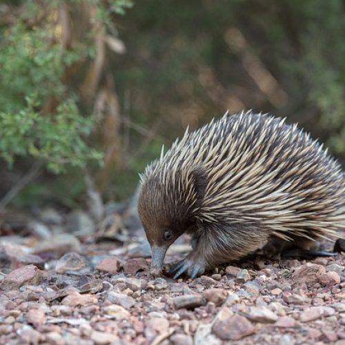 Jak dlouho Trvá Nabrat Svaly na Rukach Při Praci: Realistický Plán