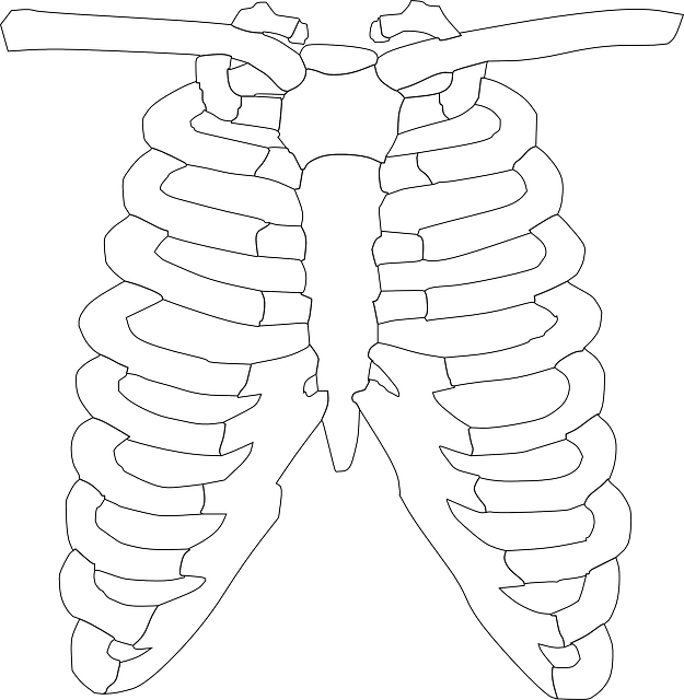 Přečtete si více ze článku Otevřená kniha o hrudi: Zjistěte více o anatomii hrudníku