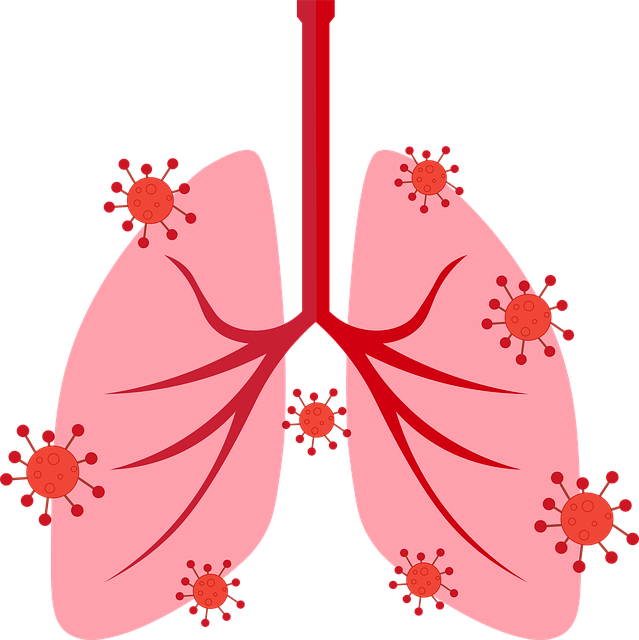 2. Dýchací systém: Vzduchová cesta od nosu až k plicím