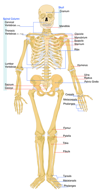 - Správná péče o kosti: Doporučení pro zdravé kosti a prevenci osteoporózy