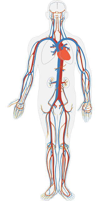 - Základy kardiovaskulárního systému: Pojďme se podívat, jak srdce a krevní oběh fungují