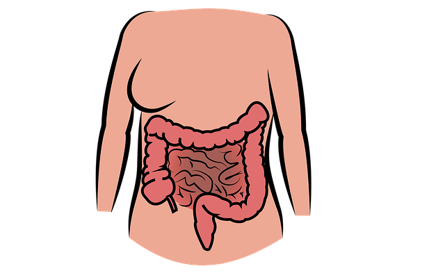 Umístění trávicí soustavy: Jaká anatomická pozice je optimální?