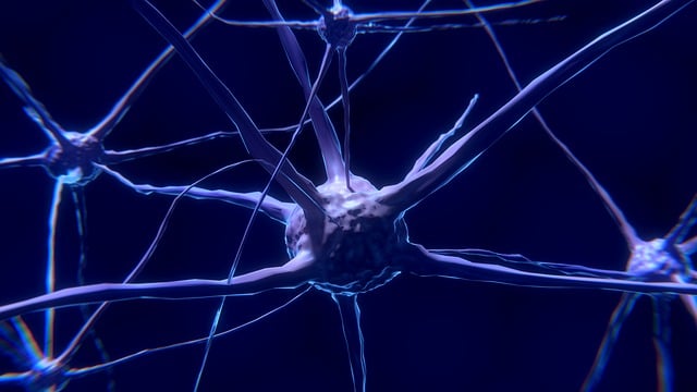 Rozdělení nervového systému a jeho specifické role