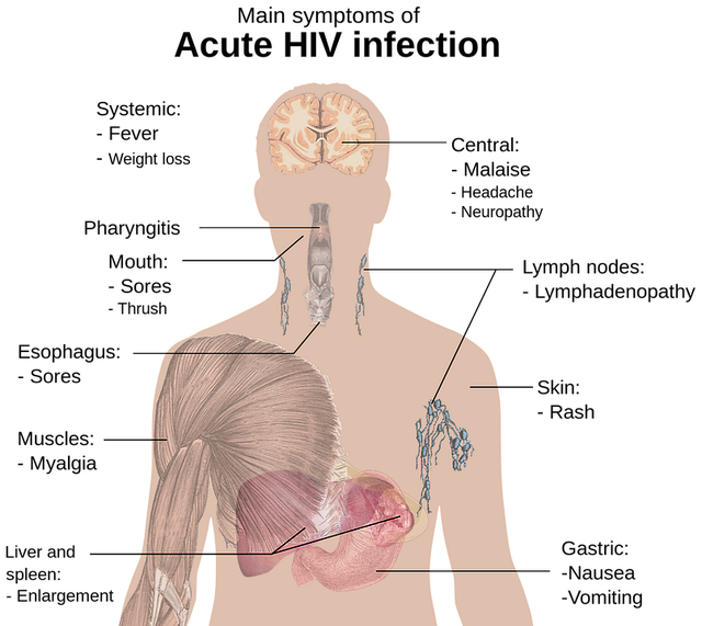 1. Funkce lymfatického a imunitního systému: Klíčový mechanismus ochrany těla