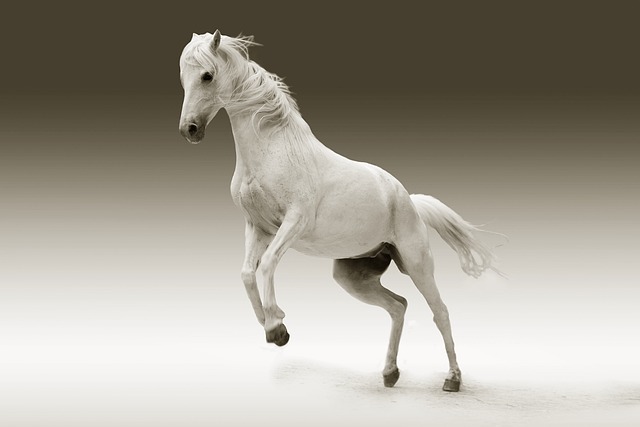 4. Odhalení neuvěřitelného designu koně: Fascinující detaily jeho anatomie