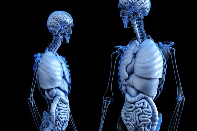 2. Základy lidské anatomie:  Odhalení tajemství stavby těla a pohybového aparátu