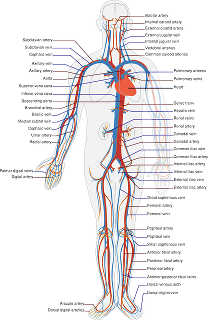 Funkce ledvin a vylučovacího systému: Přehled filtrace a čištění našeho těla