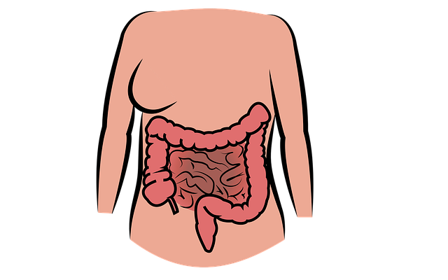 4. Hlavní orgány trávicí soustavy: Jak fungují žaludek, játra a slinivka