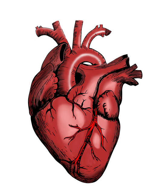 - Cirkulace krve: Význam a úloha srdce při udržování optimálního krevního oběhu