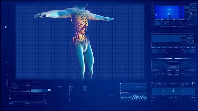 Význam vnitřních orgánů pro fungování lidského těla: Podrobný popis a přehled