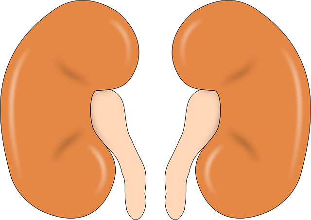 4. Zajímavosti o ledvinách: Fascinující fakta o jejich roli v těle