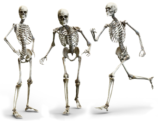1. Klíčovou roli v udržování silných kostí: Popis kosterního systému a jeho funkce