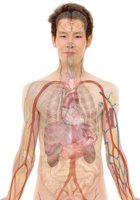 Přečtete si více ze článku Funkční Trénink Anatomie: Zjistěte Jak Vaše Tělo Pracuje