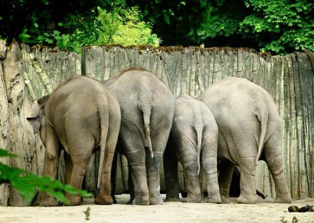 Cviky na Gluteus Maximus: Rozvíjení Peckatých Zadků