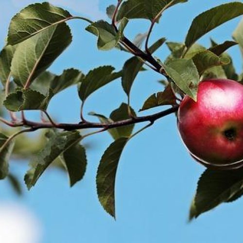 Doporučená denní dávka ovoce v gramech: Přesná měřítka pro vaši denní dávku zdraví!