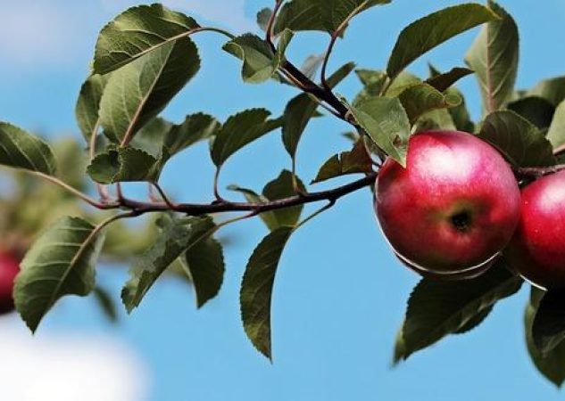 Doporučená denní dávka ovoce v gramech: Přesná měřítka pro vaši denní dávku zdraví!