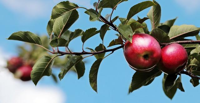Přečtete si více ze článku Doporučená denní dávka ovoce v gramech: Přesná měřítka pro vaši denní dávku zdraví!