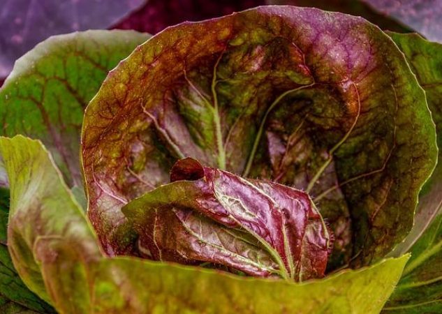 Denná doporučená dávka kyseliny listovej: Jaká je a proč je důležitá?