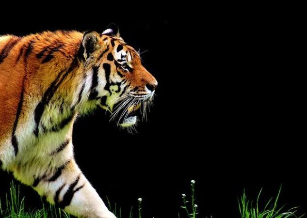 Doporučená denní dávka anglicky: Zlepšete svůj jazyk každým dnem!