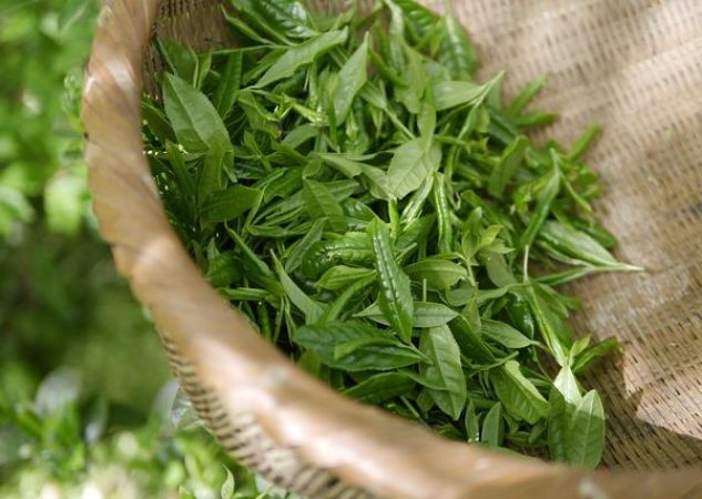 Zelený čaj: Jaká je doporučená denní dávka pro hubnutí a detoxikaci?