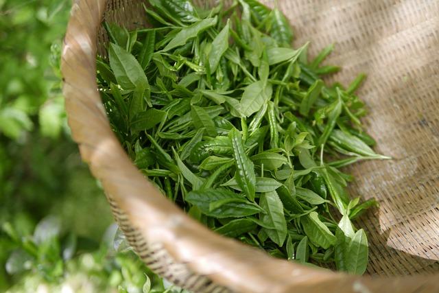 Přečtete si více ze článku Zelený čaj: Jaká je doporučená denní dávka pro hubnutí a detoxikaci?