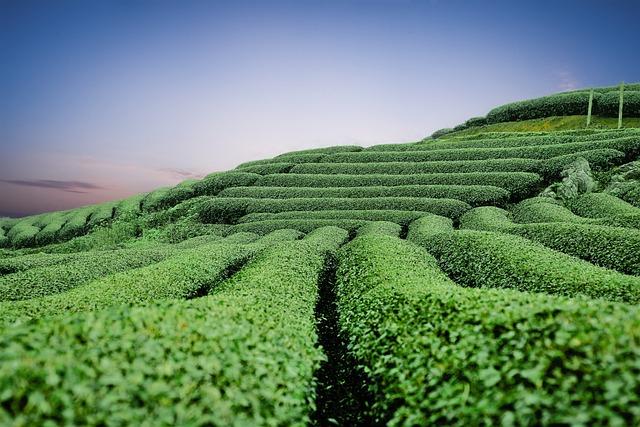 - Doporučené postupy pro přípravu a konzumaci ‌zeleného čaje pro maximální účinek