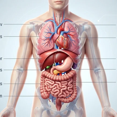 Orgány v lidském těle: Přehledná anatomie, uložení vnitřních orgánů a jejich funkce